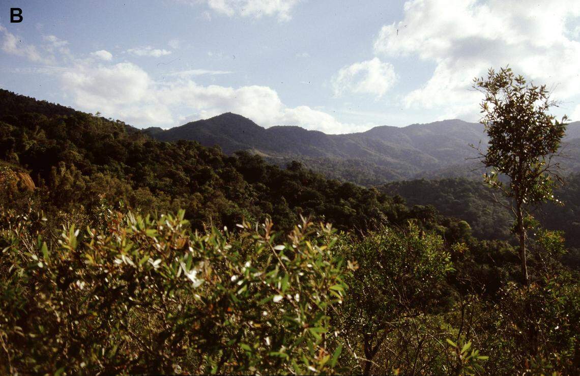 Scientists found a “giant” creature in a forest of New Caledonia, kept it in a terrarium for decades and discovered a new species.