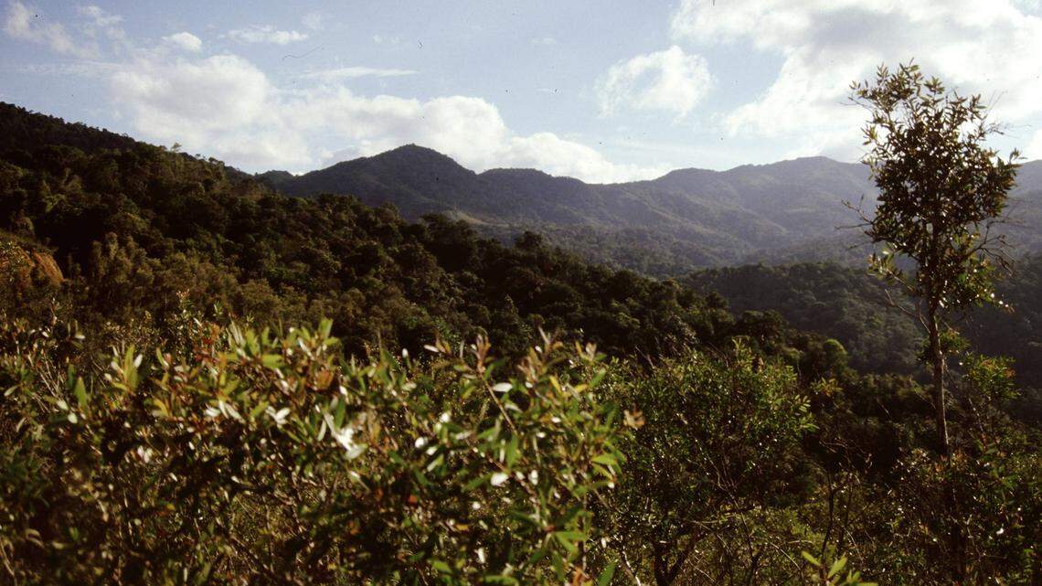 Scientists found a “giant” creature in a forest of New Caledonia, kept it in a terrarium for decades and discovered a new species.