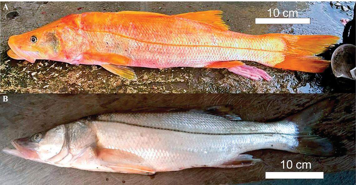 The odd-colored common snook caught off Tabasco (top) and a normal-colored common snook (bottom).