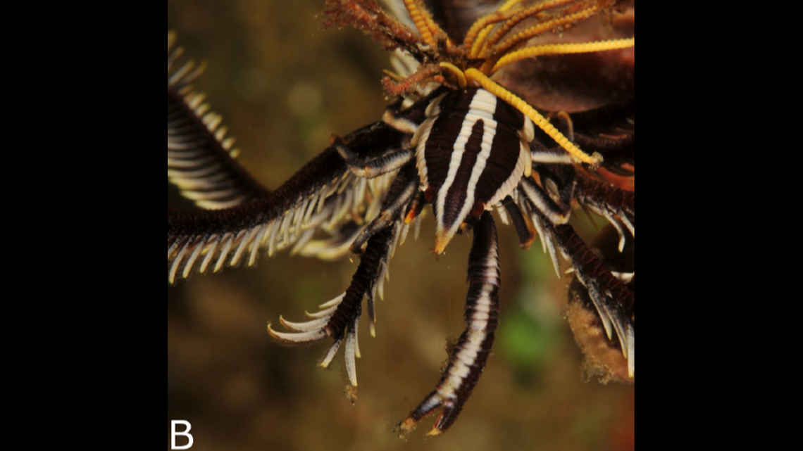 Three species of squat lobsters were recorded in South Africa for the first time during the study, researchers said.