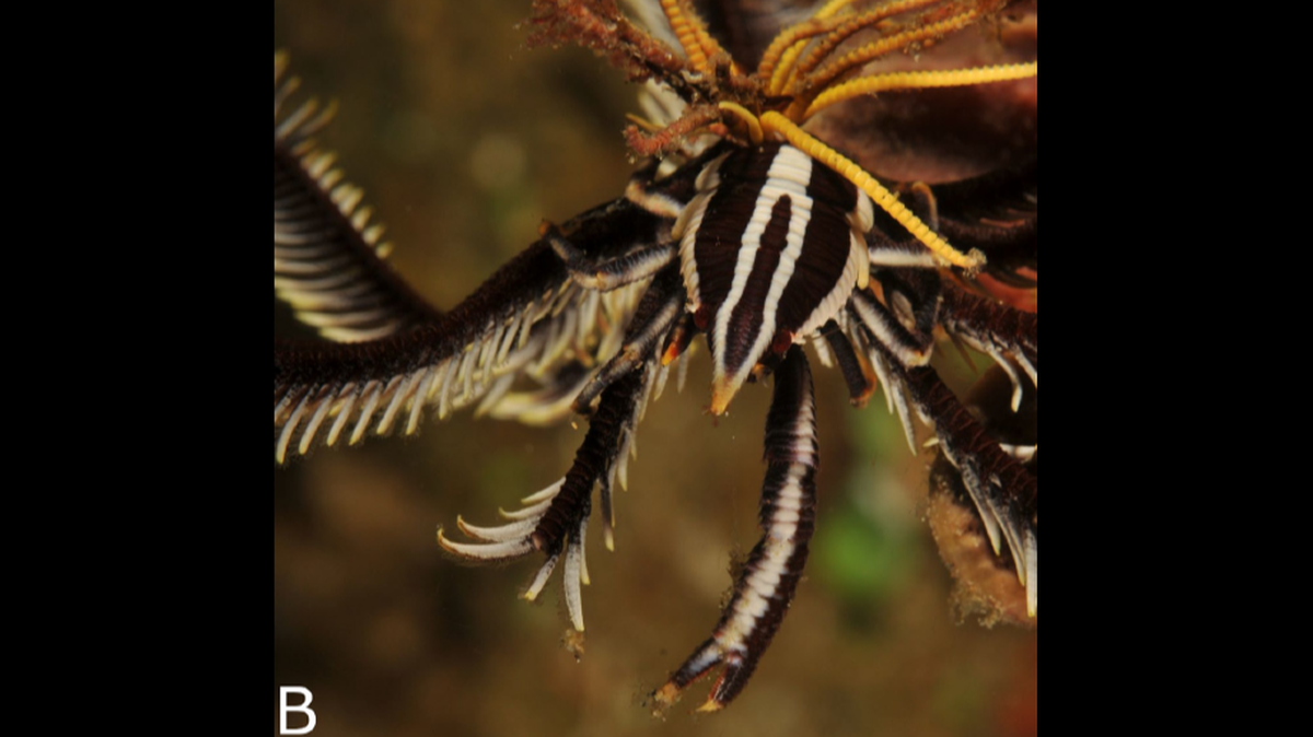 Three species of squat lobsters were recorded in South Africa for the first time during the study, researchers said.