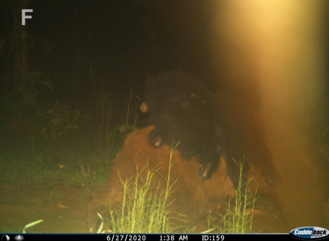 A leucistic sloth bear with two normal-colored cubs on its back photographed June 27, 2020.