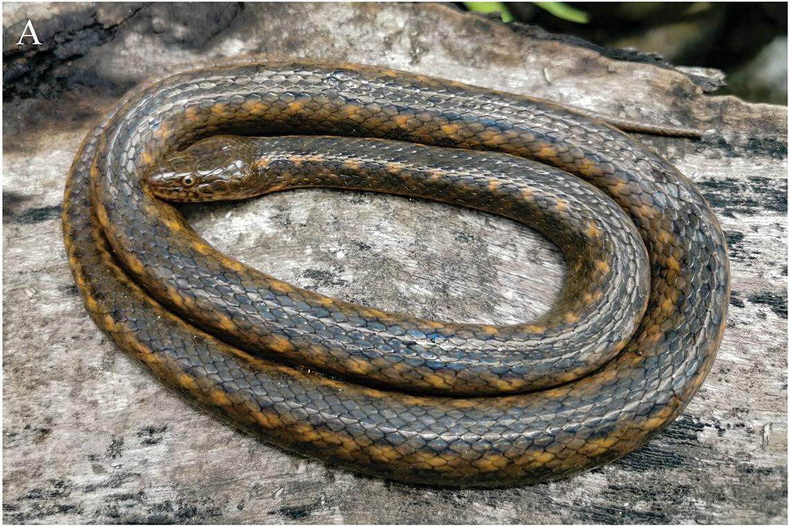 A Hebius citrinoventer, or Yingjiang keelback snake, as seen from above.