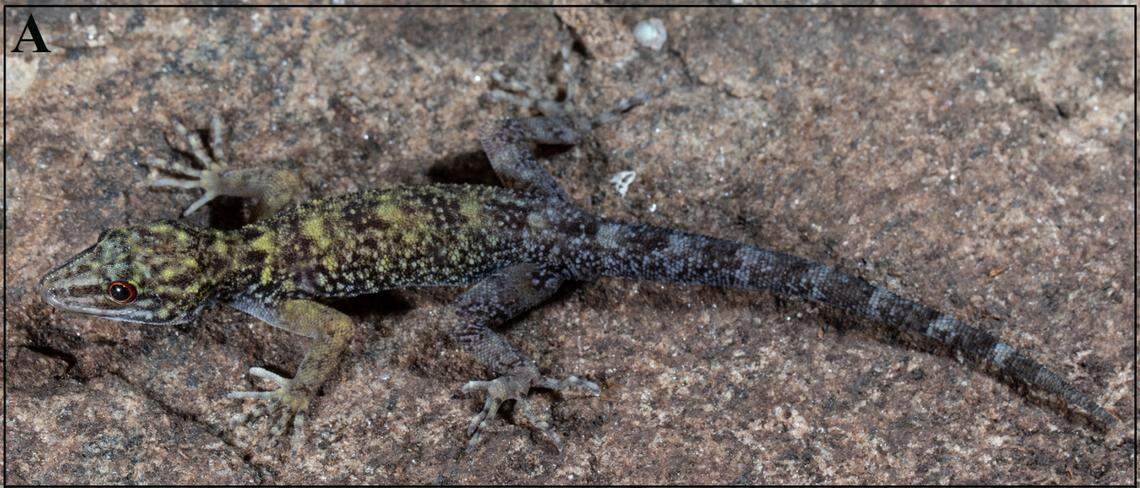 A male Cnemaspis agamalaiensis, or Agamalai dwarf gecko.