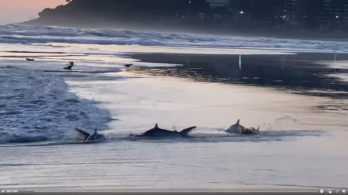 A woman at a beach in Burleigh Heads saw a large group of young sharks swimming in the shallow water and feeding on fish, a video shows.