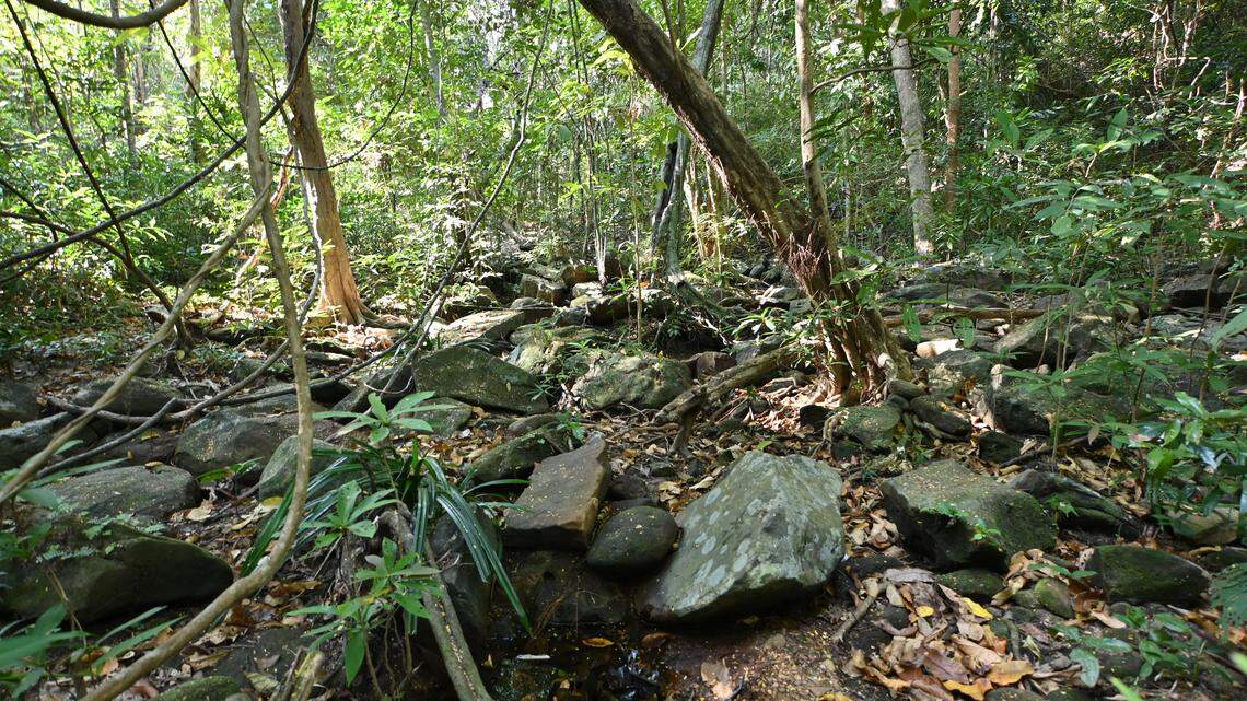 Scientists found a “fanged” creature with “robust” limbs in a mountain forest of Thailand and discovered a new species, a study said.