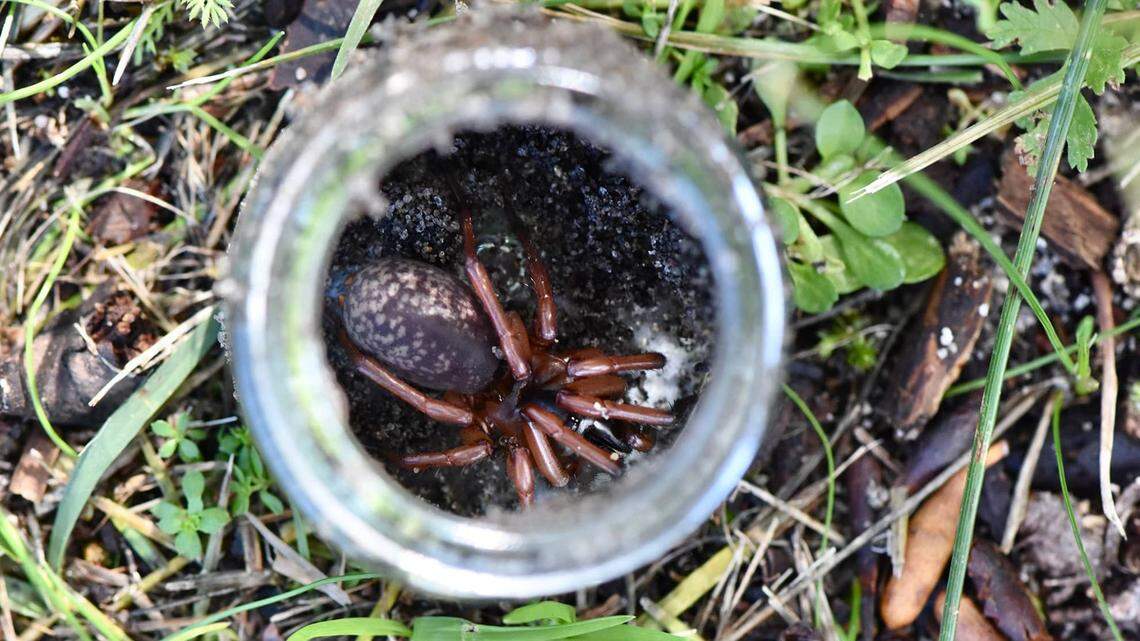 Researchers recently discovered an unknown species of Teyl trapdoor spider in Perth’s Swan Coastal Plains, marking the first sighting in the region in 30 years.