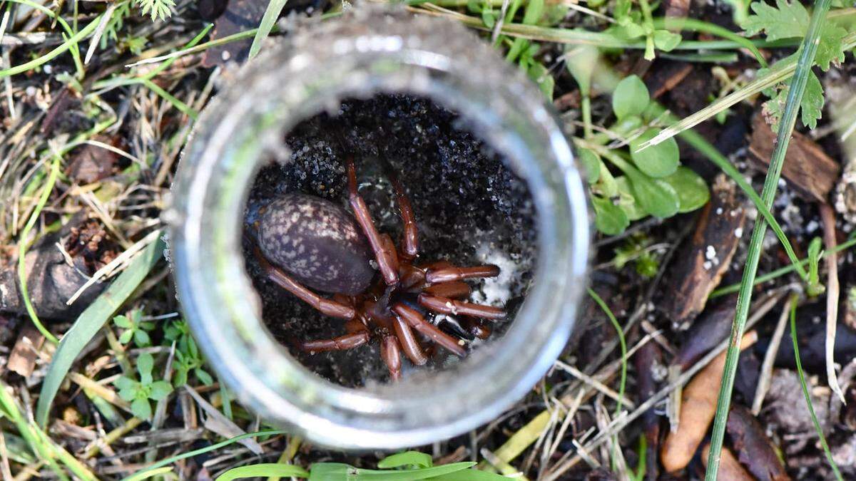 Researchers recently discovered an unknown species of Teyl trapdoor spider in Perth’s Swan Coastal Plains, marking the first sighting in the region in 30 years.
