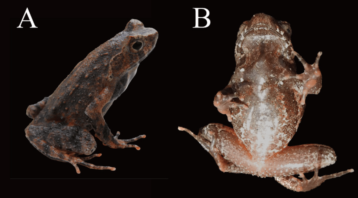 A Boulenophrys dupanglingensis, or Dupangling horned toad, seen from above and below.