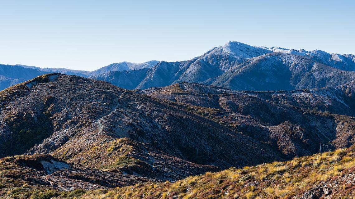 Giant land snail populations are recovering in areas that have received targeted predator control over the last 15 years, according to experts.