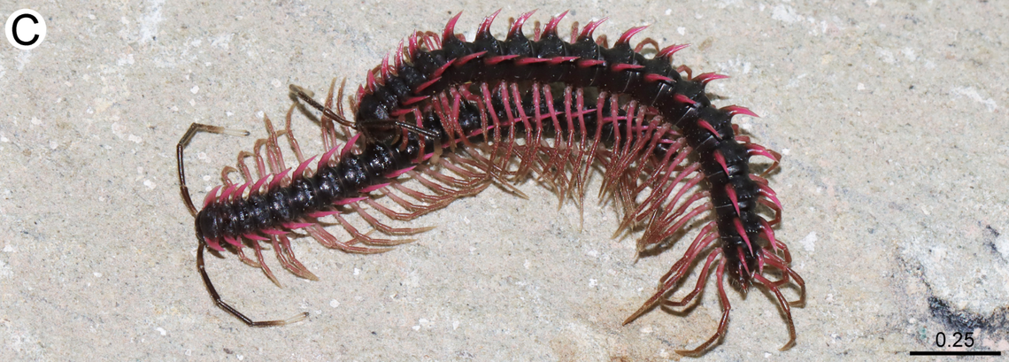 An “amorous” pair of Desmoxytes sirindhornae, or Sirindhorn’s dragon millipedes.