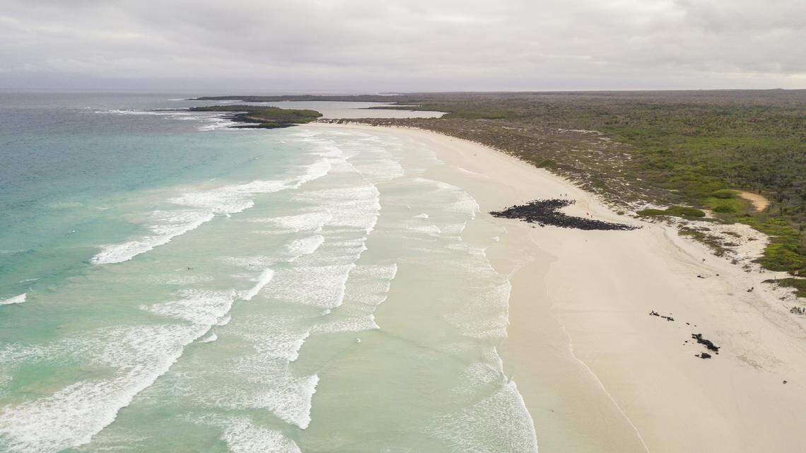 “Alien” mantis species Liturgusa maya may have arrived in the Galápagos as a stowaway in agricultural material, according to a study.