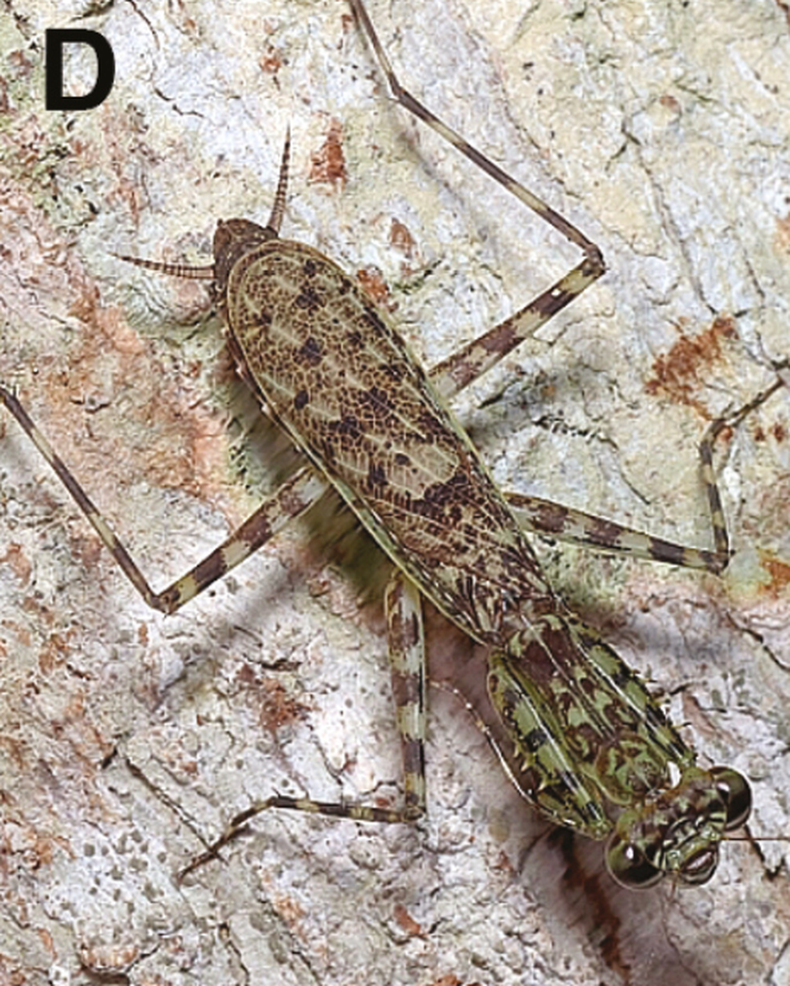The Mayan lichen mantis’ native range is from Mexico down into South America, according to the study.