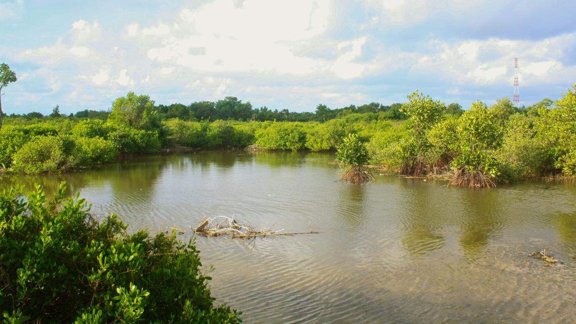 Scientists found a scaly animal with “cryptic” coloring in mangroves of Myanmar and discovered a new species, a study said. Photo shows a representative mangrove forest.