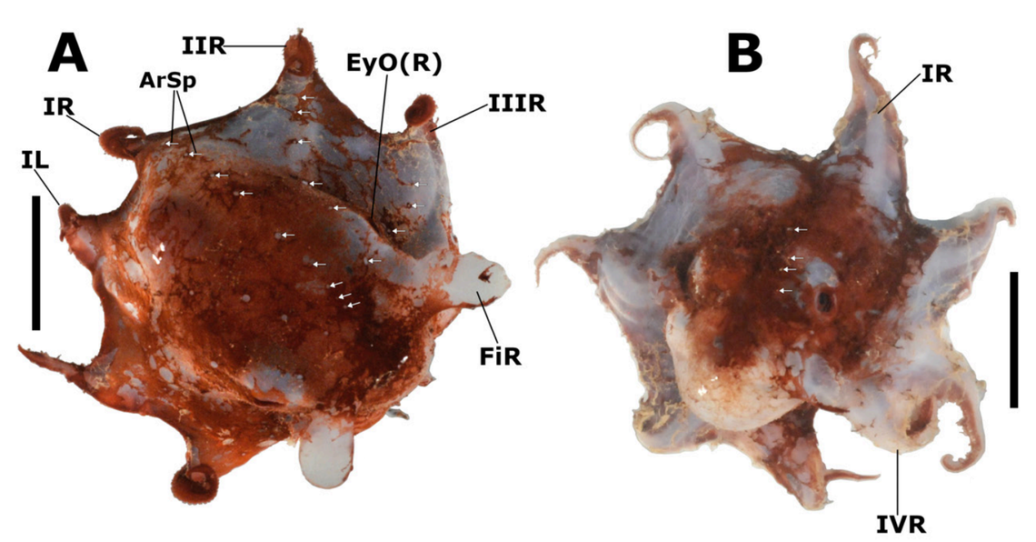 A pair of Opisthoteuthis carnarvonensis, or Carnarvon flapjack octopuses.