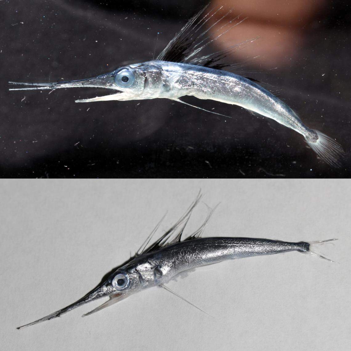 The baby roundscale spearfish, or Tetrapturus georgii, caught off Bermuda in 2017.