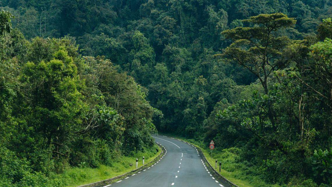 Scientists found a “very small” animal with a “squeaker”-like call in mountain forests of Rwanda and discovered a new species, a study said. Photo shows Nyungwe Forest National Park.
