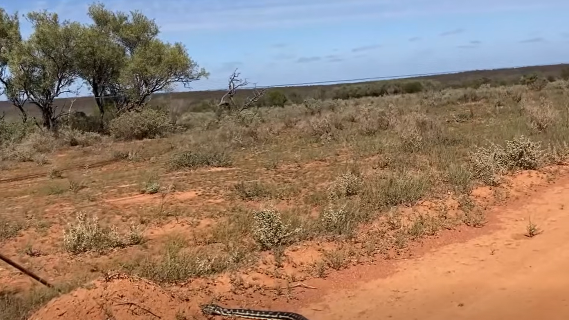 An ecologist visited a national park in Australia and found a massive python crossing the road, a “rare sighting,” officials said.
