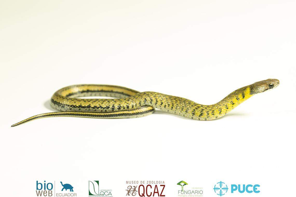 An Erythrolamprus darwinnunezi, or Núñez’s snake, with more yellowish hues.