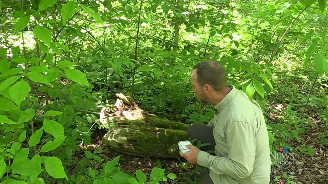 A biologist found two endangered snails in Ontario, wildlife officials said. The animals were identified with help from internet users.