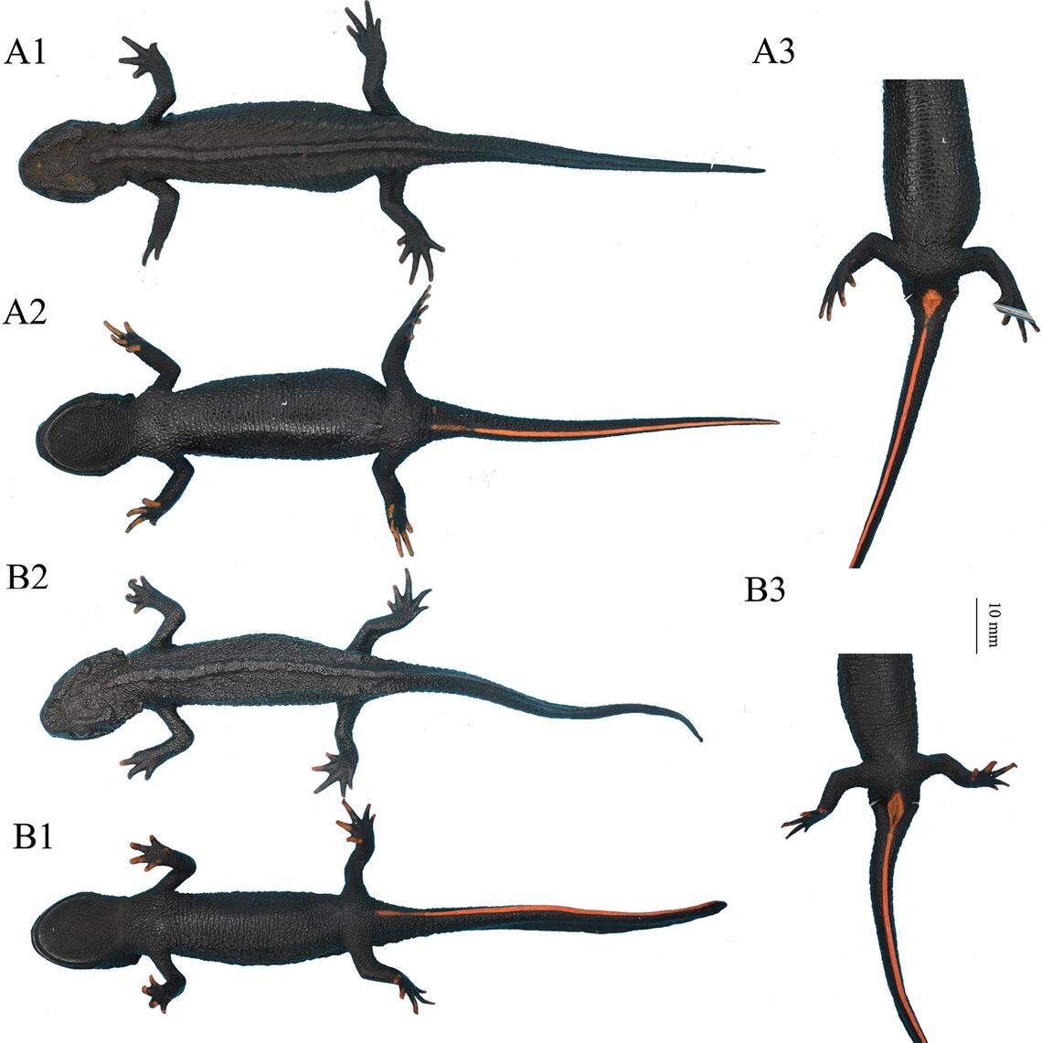 Several Tylototriton gaowangjienensis, or Gaowangjie crocodile newt.