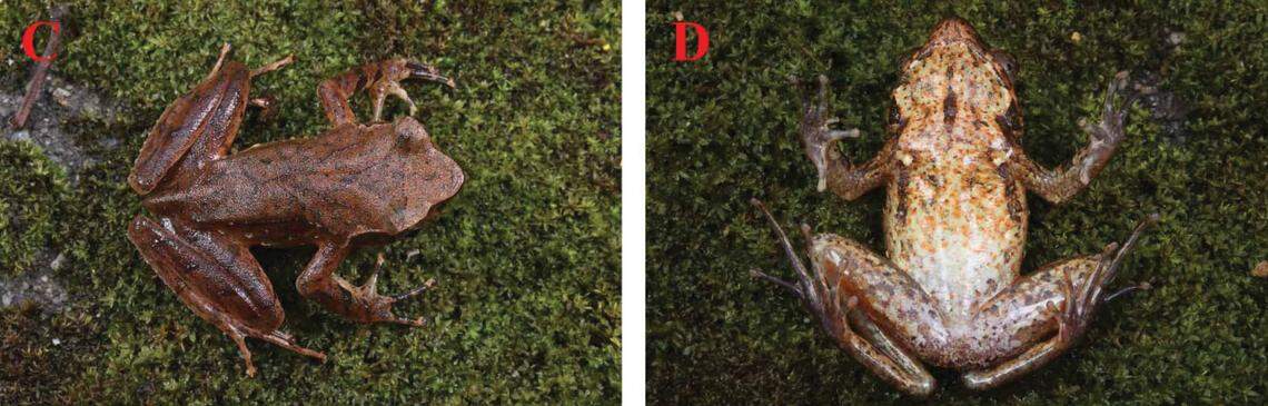 A Xenophrys tongbiguanensis, or Tongbiguan horned toad, seen from above and below.