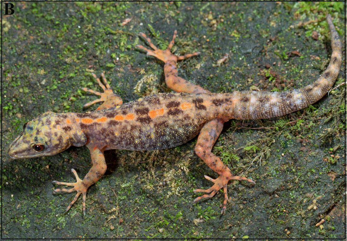 A Cnemaspis anaimalaiensis, or Anaimalai dwarf gecko, with brighter coloring.