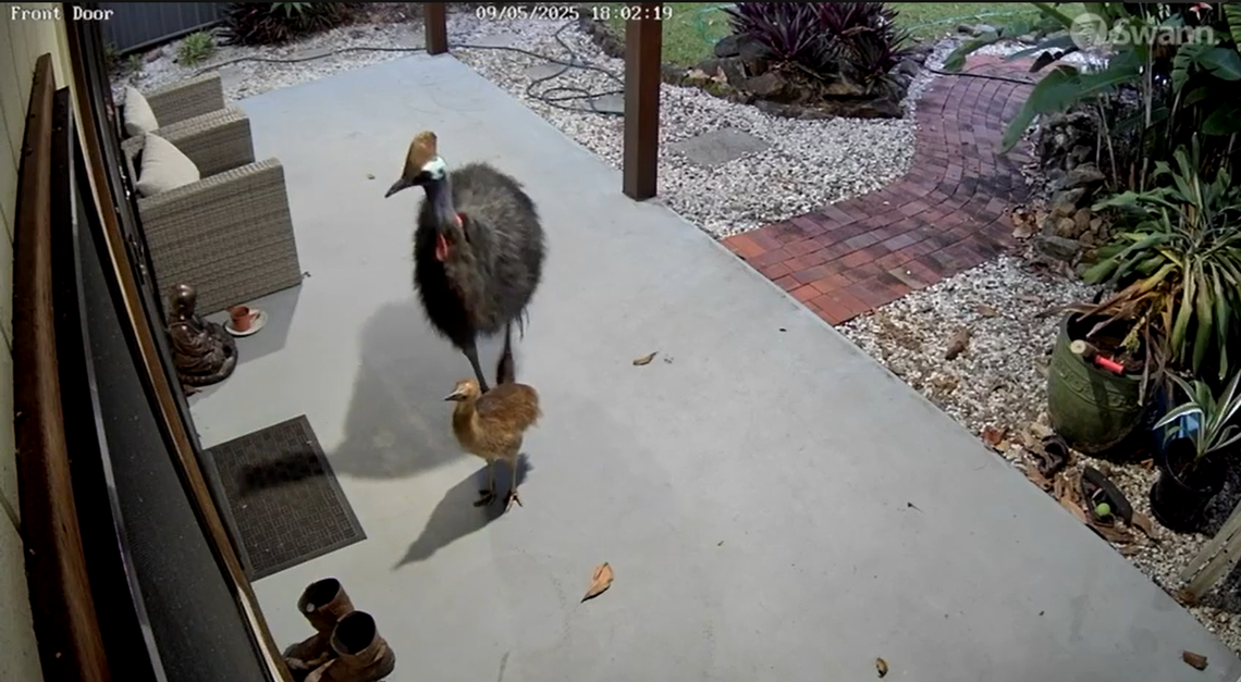 The cassowary dad and its chick stand outside the home in Queensland where a mom and child just entered.