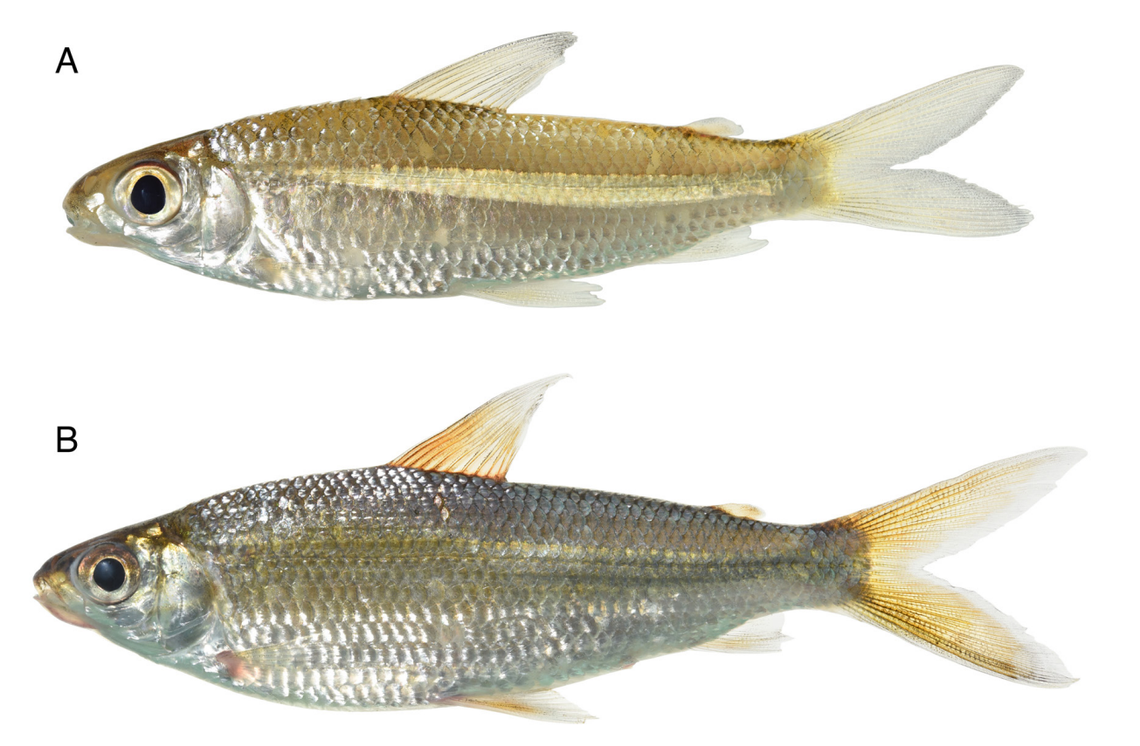 Two Cyphocharax leucostictus, a species related to Ivo’s curimatids, after being caught.