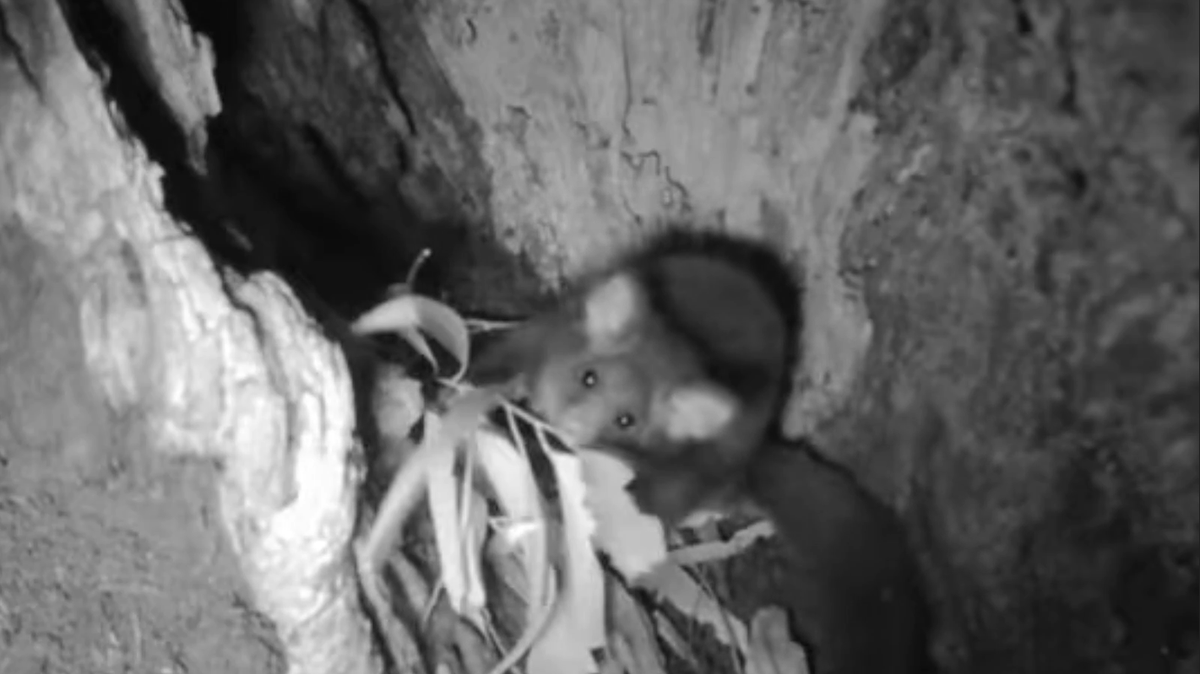 A video shows a greater glider, “one of Australia’s most mysterious animals,” using its tail to grasp leaves in a “world-first” behavior.
