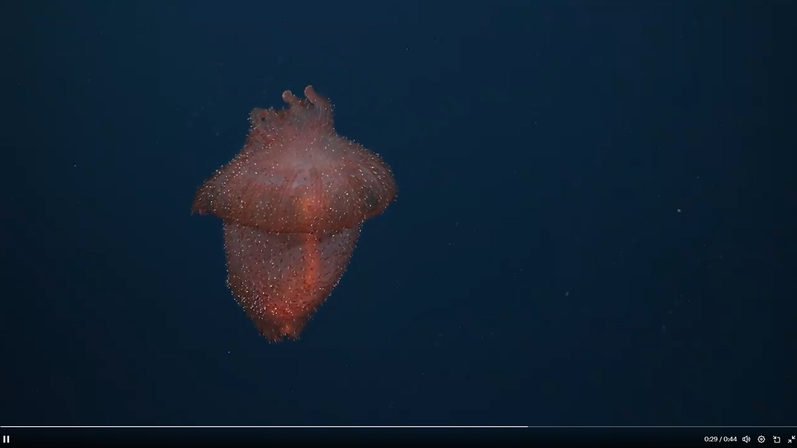 Scientists found a “very unusual” deep-sea cucumber, Enypniastes eximia, covered in shimmering jelly polyps on a dive off the coast of Chile, a video shows.