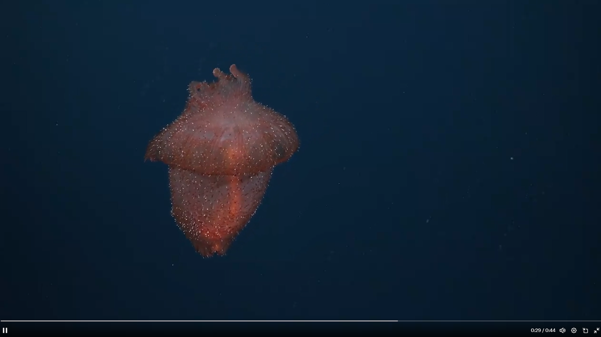 Scientists found a “very unusual” deep-sea cucumber, Enypniastes eximia, covered in shimmering jelly polyps on a dive off the coast of Chile, a video shows.