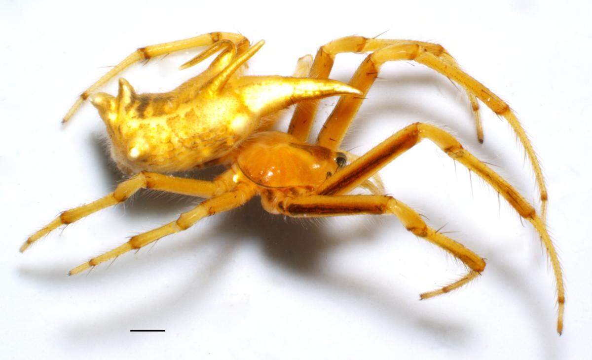 Spinepeira erwini can be distinguished by two long, pointed projections on its abdomen, researchers said.