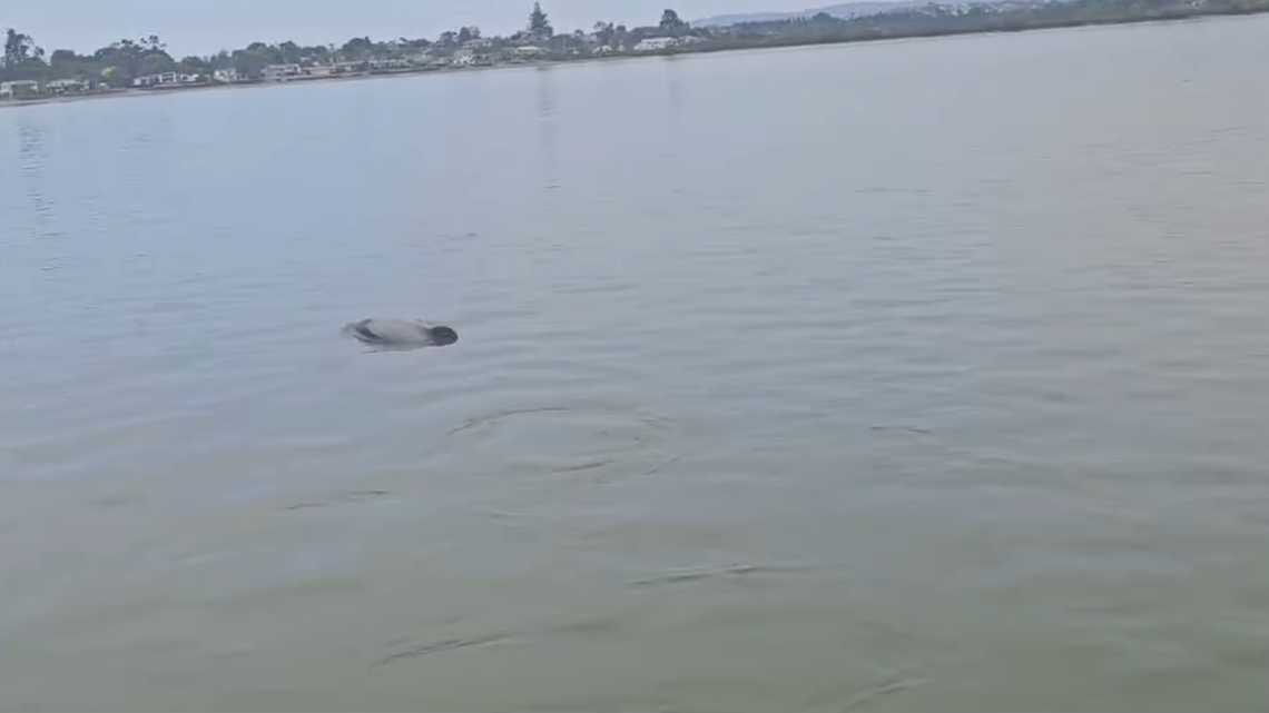 Rowers training in Auckland harbor saw a “highly unusual” sea creature, likely a Hector’s dolphin, wildlife officials said and video shows.