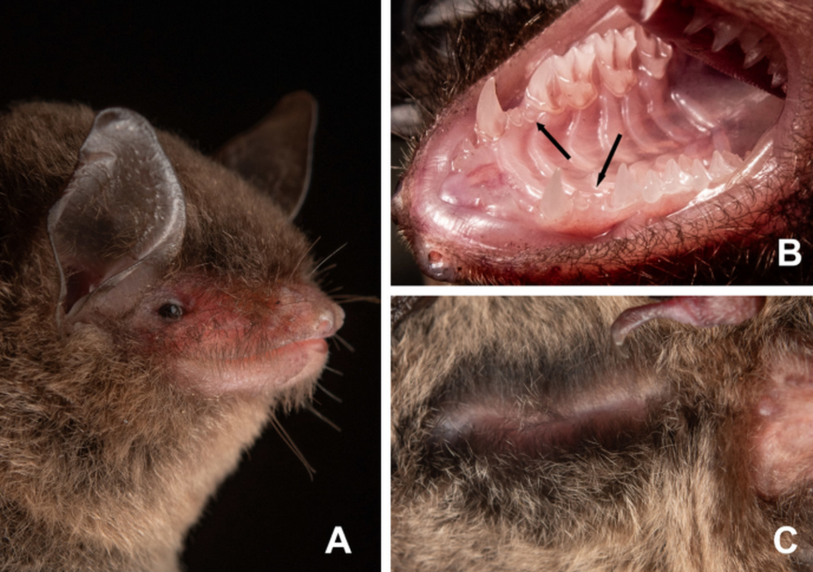 Myotis riparius was not seen, but heard for the first time in the Maya Mountains of Belize and Ahuachapán and Sonsonate, El Salvador, according to the study.