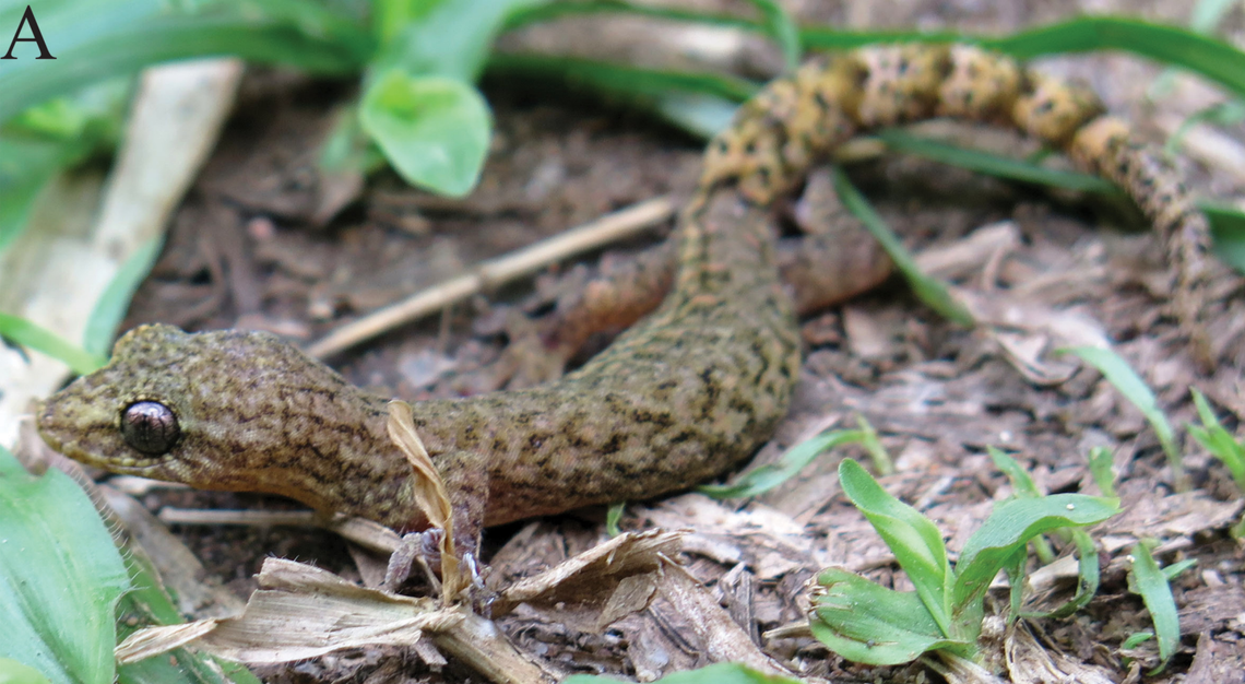 A Hemiphyllodactylus xiengkhouangensis, or Xiengkhouang slender gecko.