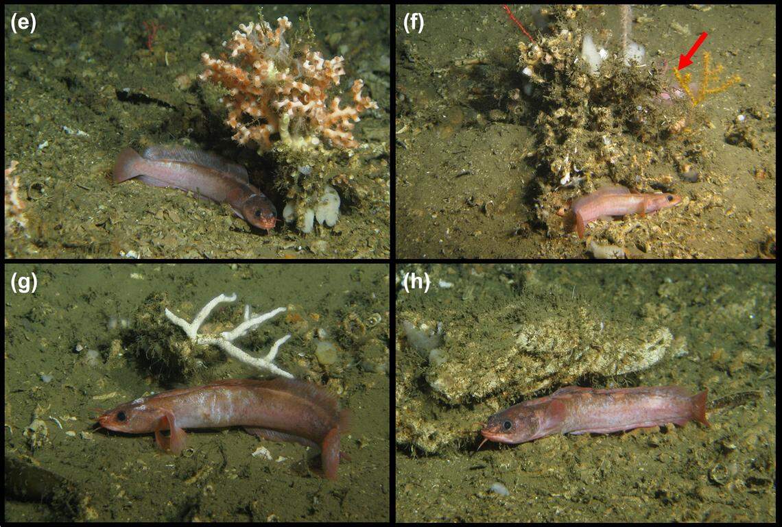 Several more Gaidropsarus mauritanicus, or Mauritania three-bearded rocklings.
