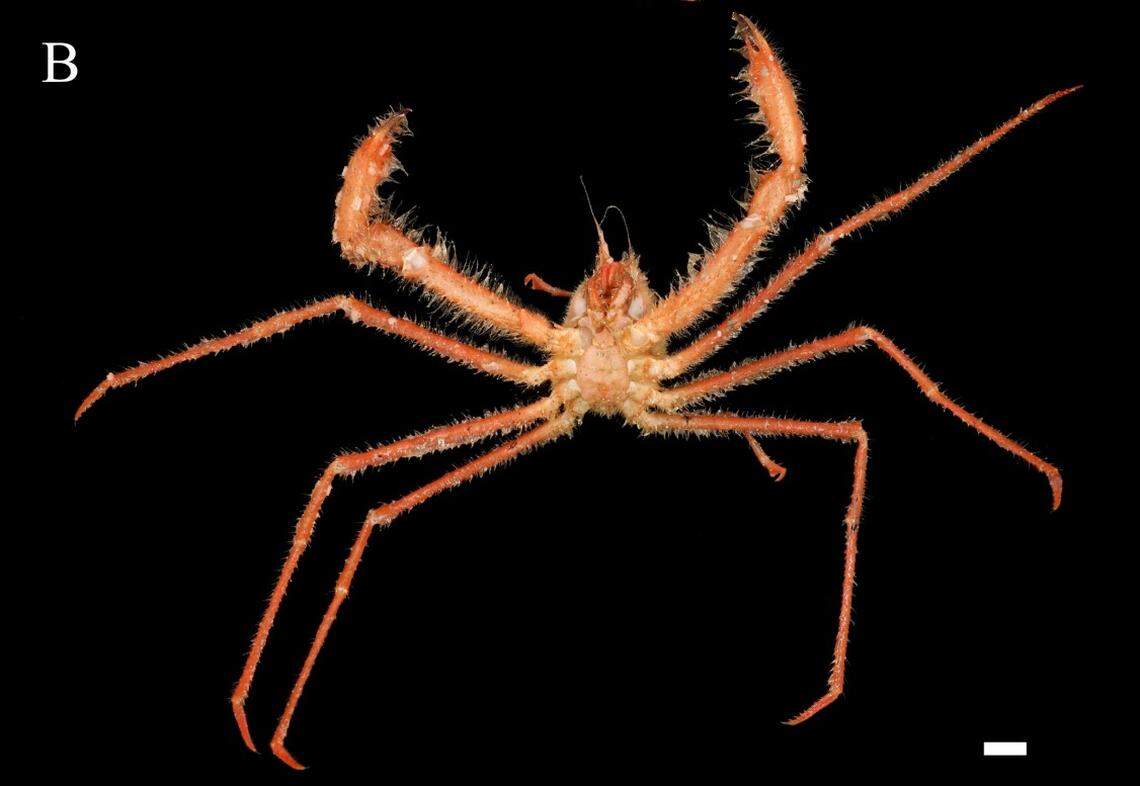 A Gordonopsis mazupo, or Mazu’s porter crab.