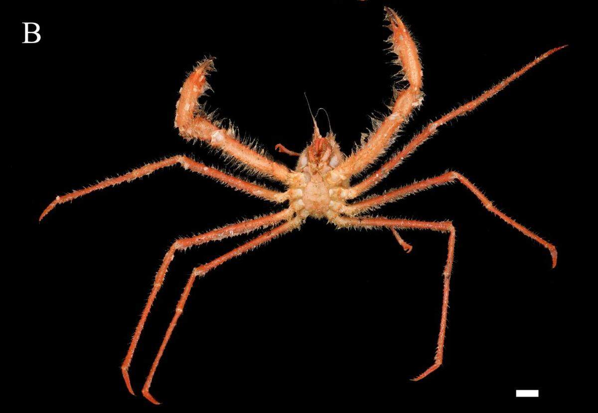 A Gordonopsis mazupo, or Mazu’s porter crab.
