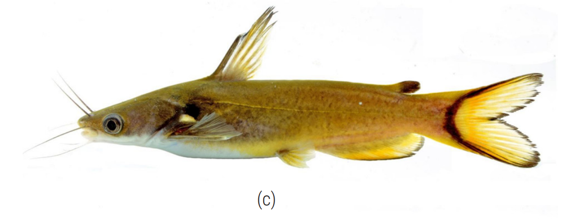 An Horabagrus obscurus, or obscure Western Ghats catfish.
