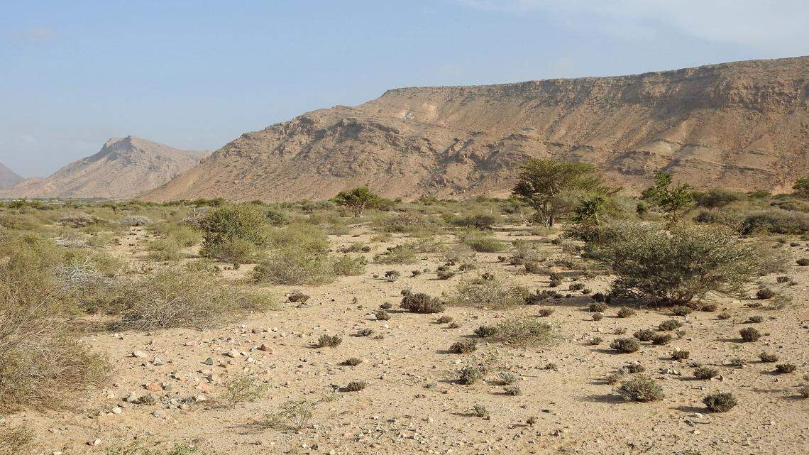 Scientists found a desert creature with “large” spikes under a rock in Somaliland and discovered a new species, a study said.