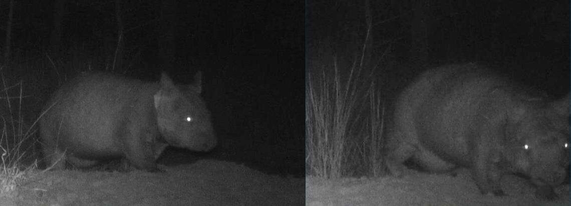 Two Northern hairy-nosed wombats with joeys in their pouches at Powrunna State Forest.