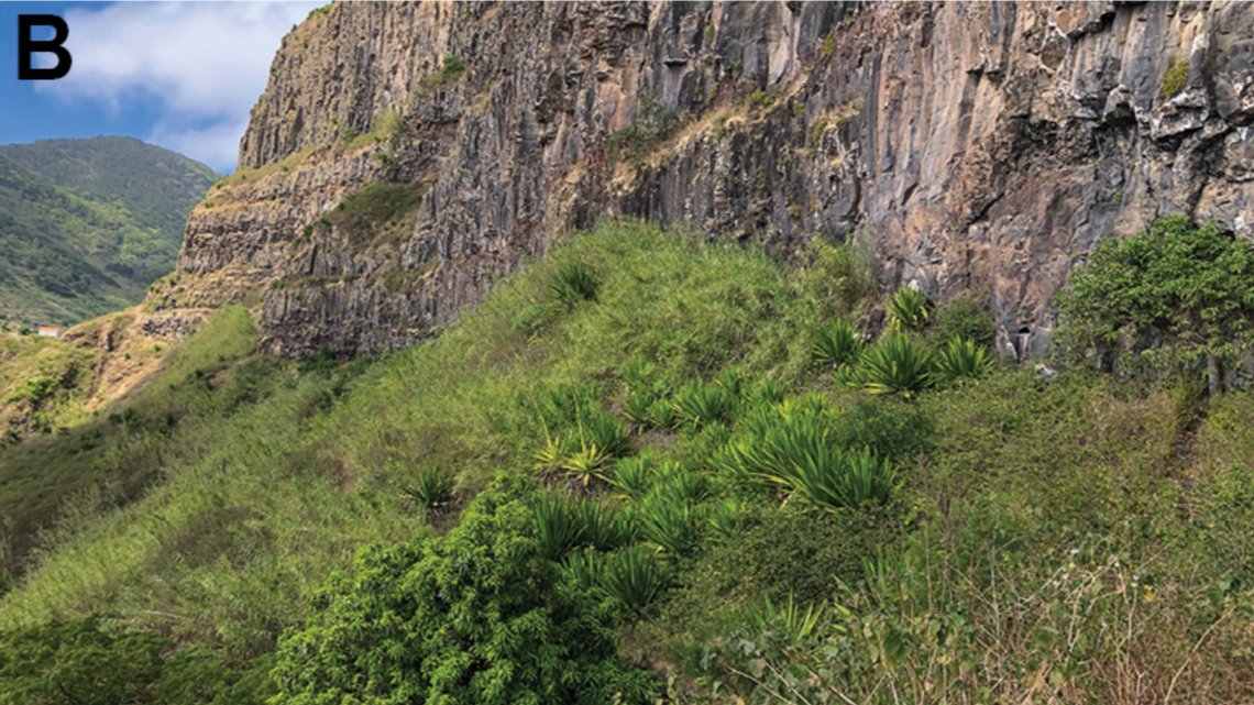 Researchers also made the first observations of a female of the species.