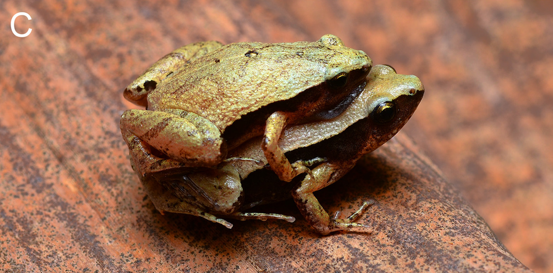 A mating pair of dark-sided chorus frogs, or Microhyla heymonsi, from Sabah, Malaysia.