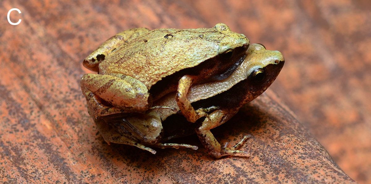 A mating pair of dark-sided chorus frogs, or Microhyla heymonsi, from Sabah, Malaysia.