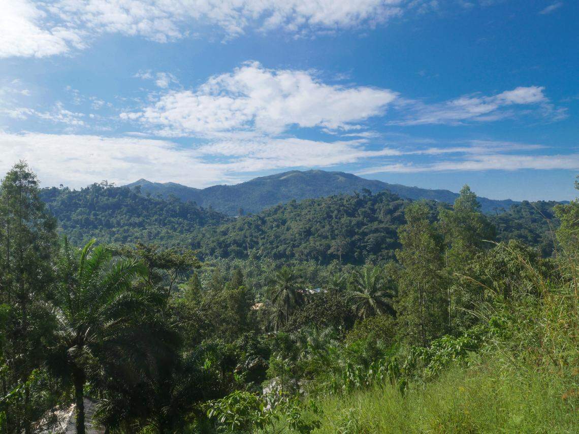 Scientists found a “dwarf”-like creature in Cameroon, kept it in terrarium and discovered a new species: Lobeke dwarf gecko, study said.