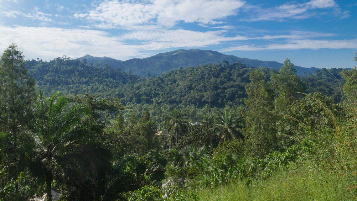 Scientists found a “dwarf”-like creature in Cameroon, kept it in terrarium and discovered a new species: Lobeke dwarf gecko, study said.