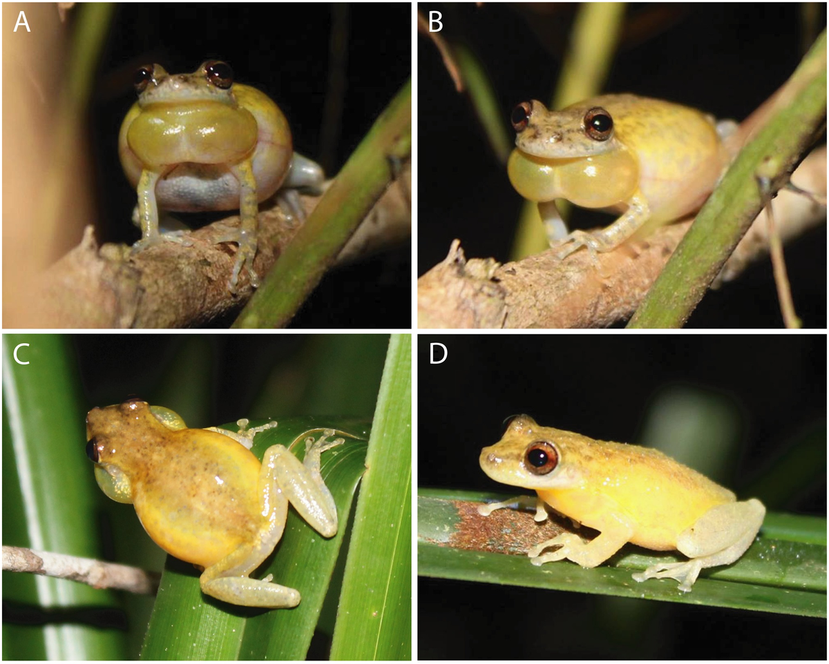 The nighttime coloring of a Scinax juruena, or Juruena snouted tree frog.