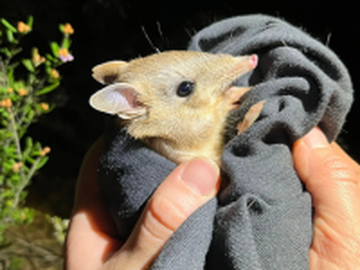 The Shark Bay bandicoot population was decimated in the region over 150 years ago by introduced predators including foxes and cats, experts said.