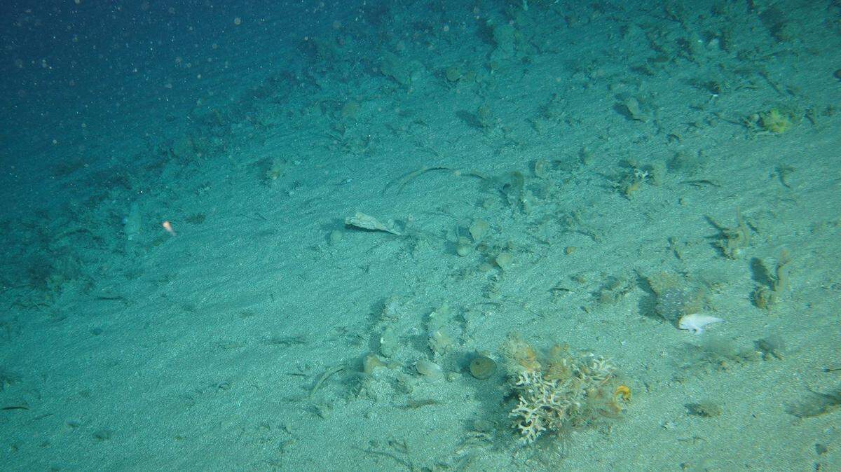 Scientists in Australia spotted a rare and elusive fish that “walks” on its “hands,” the first sighting of the species since 1996, a news release said.